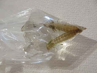 画像に alt 属性が指定されていません。ファイル名: IMG_2054.jpg